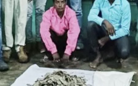 वन्यजीव तस्करी मामले में विभाग की बड़ी कार्रवाई : करोड़ों की पैंगोलिन की स्केल बरामद, दो तस्कर गिरफ्तार