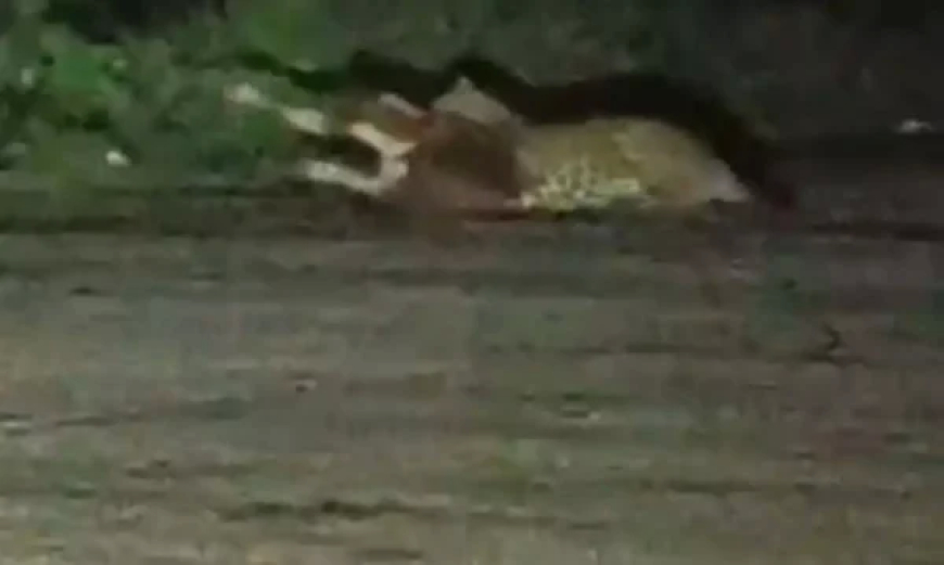 कांकेर के हाउसिंग बोर्ड कॉलोनी में तेंदुए की दहशत : बछड़े पर हमला कर ले ली जान ,इलाके में हड़कंप