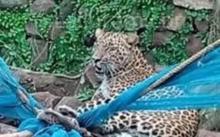 मुर्गी का शिकार करने गांव में पंहुचा तेंदुआ तार में फंसा, वन विभाग ने किया रेस्क्यू