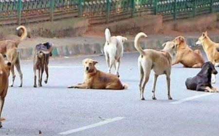 Wandering terror : भारत में 6 करोड़ आवारा कुत्तों का कहर, सुप्रीम कोर्ट ने दिल्ली में दिए शेल्टर के आदेश