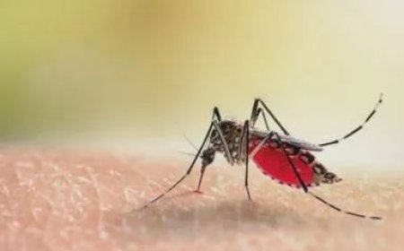 Dengue In Delhi: राजधानी में तेजी से बढ़े डेंगू के मरीज, स्वास्थ्य विभाग की बढ़ी चिंता