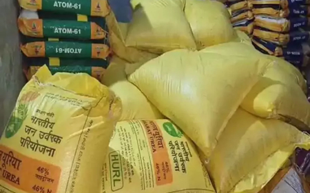 सरगुजा में यूरिया संकट: गोदाम पर छापा, ब्लैक में 1500 रु. तक बिक रहा खाद, धान की फसल पर संकट
