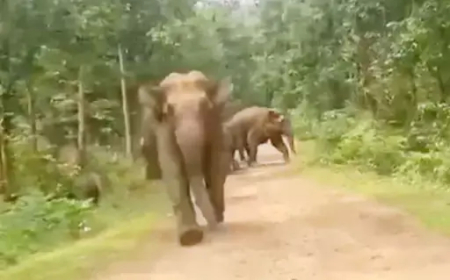 रायगढ़: जंगल से निकला हाथियों का दल, बाइक सवार युवकों को दौड़ाने का वीडियो वायरल