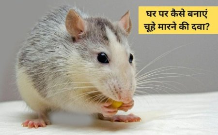 चूहों ने घर में मचाई तबाही? जानिए कैसे आप घर पर ही बना सकते हैं चूहों भगाने की असरदार दवा