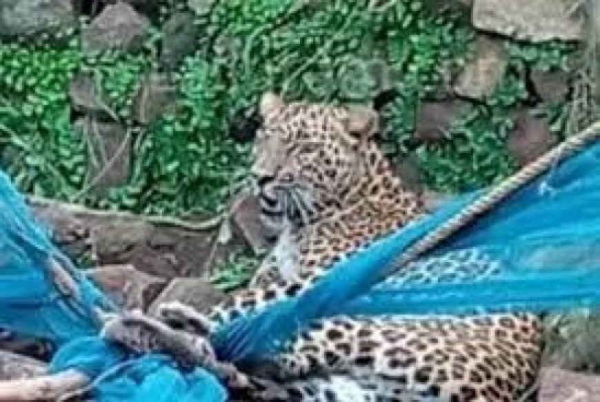 मुर्गी का शिकार करने गांव में पंहुचा तेंदुआ तार में फंसा, वन विभाग ने किया रेस्क्यू