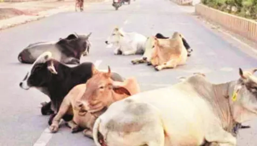 राजनांदगांव में सड़क पर मवेशी छोड़ने वालों पर FIR, 7 मवेशी मालिकों के खिलाफ कार्रवाई