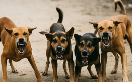 स्कूल से घर लौट रहे थे बच्चे, आवारा कुत्तों ने 12 मासूमों को काट कर किया घायल