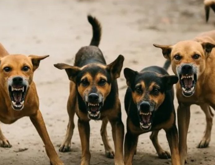 स्कूल से घर लौट रहे थे बच्चे, आवारा कुत्तों ने 12 मासूमों को काट कर किया घायल