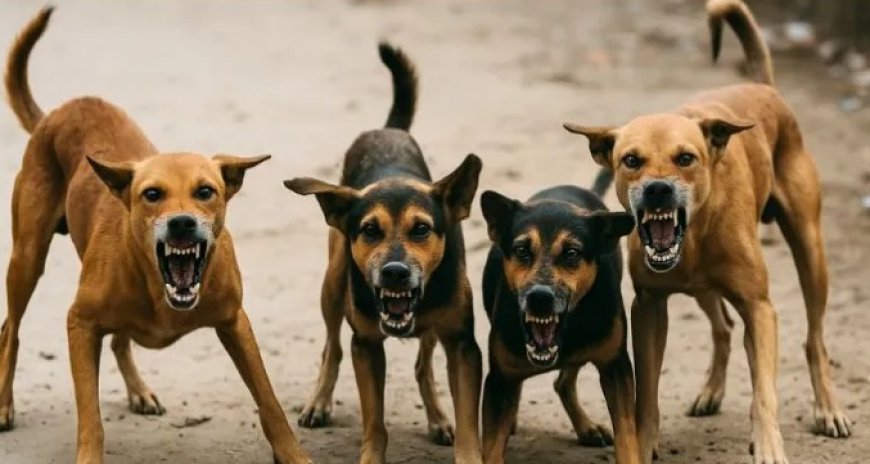 स्कूल से घर लौट रहे थे बच्चे, आवारा कुत्तों ने 12 मासूमों को काट कर किया घायल